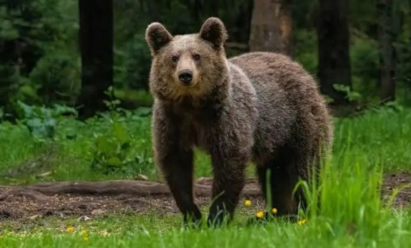 KEŽMAROK: Výskyt medveďa na území mesta
