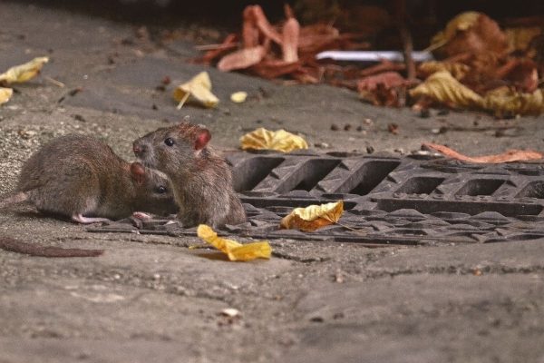 TRNAVA: Blíži sa termín celomestskej jesennej deratizácie
