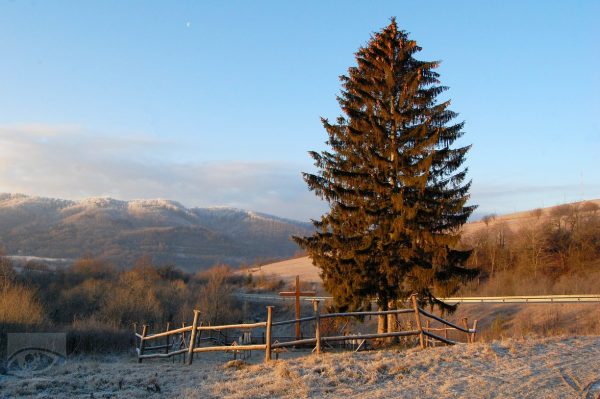 PALOTA: november 1944