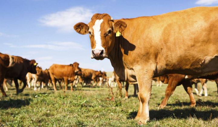 STUĽANY: Výzva - postup pri registrácií zvierat do centrálneho registra hospodárskych zvierat