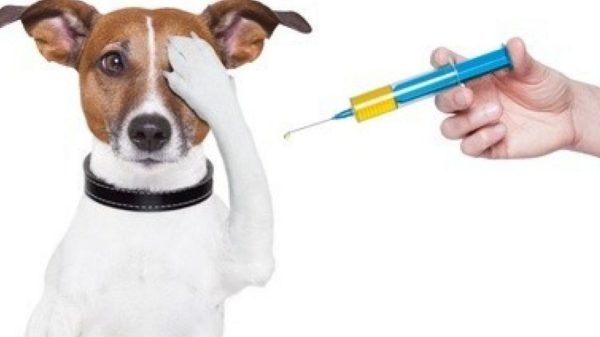 LIPANY: Povinná hromadná vakcinácia psov proti besnote