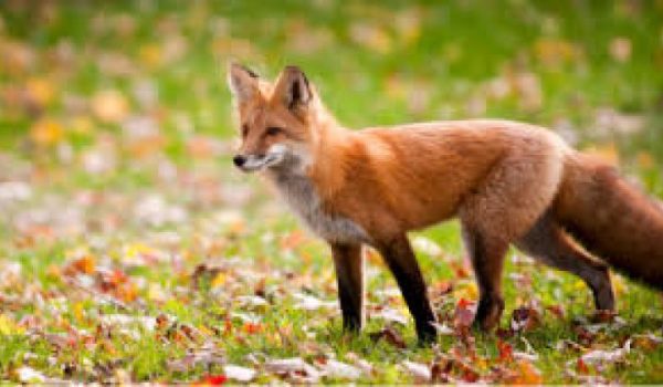 ABRAHÁMOVCE: POZOR - Jesenná orálna vakcinácia líšok