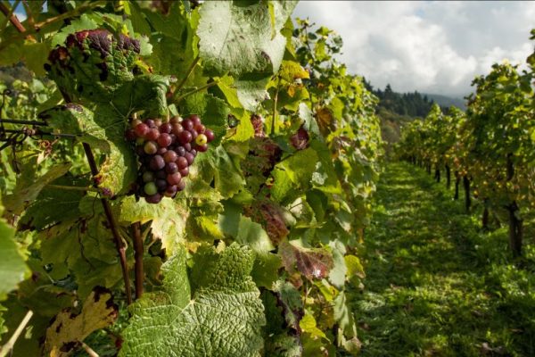 ŽILINA: Upozornenie na šírenie choroby – zlaté žltnutie viniča