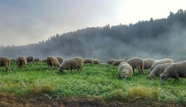 NIŽNÉ RUŽBACHY: Dejiny