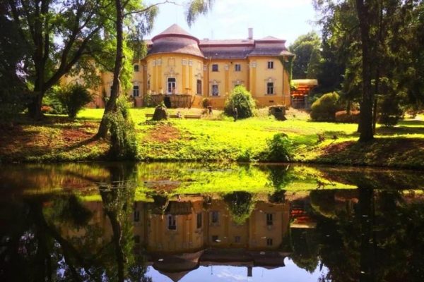 PETROVANY: Živé chryzantémy - zdarma